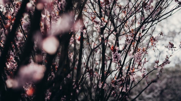 Sakura Flowers Trees Wallpaper