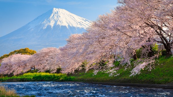 Sakura River Japan Do Wallpaper