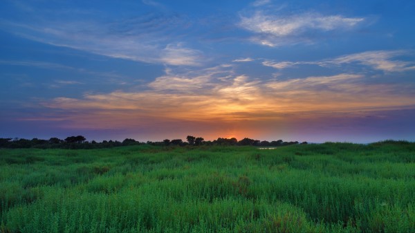 Salicornia Field Sunset Wallpaper