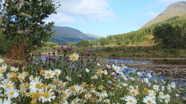 Scotland Mountain River Grass Daisies Wallpaper