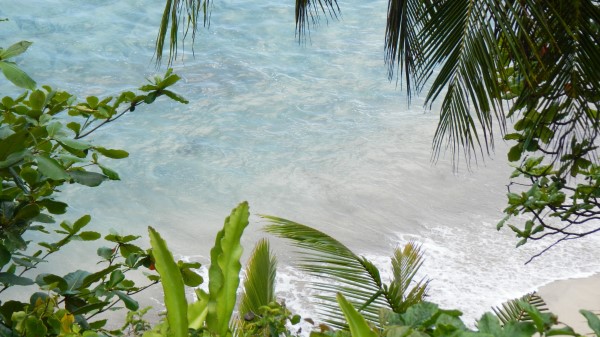 Sea Branches Natur Wallpaper