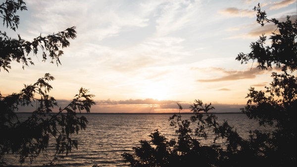 Sea Horizon Branches Image Wallpaper