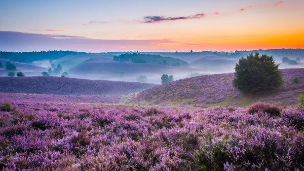 Sea Of Purple Wallpaper Wallpaper