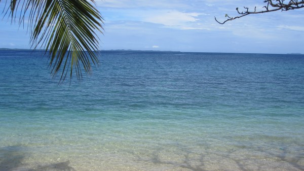 Sea Palm Branch Nature Wallpaper