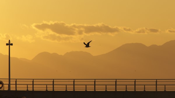 Seagull Bird Silhouette Wallpaper