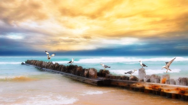 Seagulls Logs Birds Coast Sea Sky Yellow Blue Beach Horizon Wallpaper