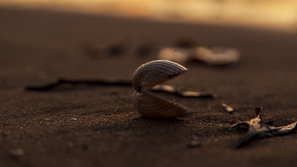 Shell Sand Macro Wallpaper