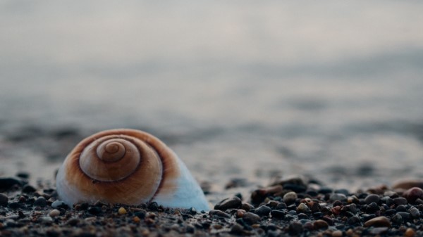 Shell Sea Stones Wallpaper