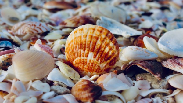 Shells The Beach Sea Wallpaper