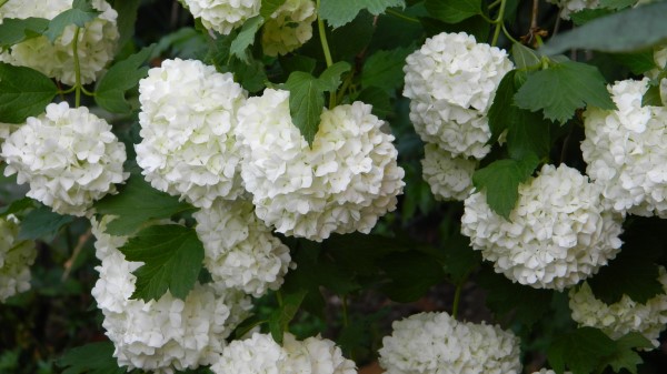 Shrubs Flowers Leaves Wallpaper