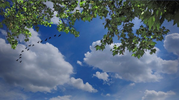 Sky Birds Clouds Trees Nature Wallpaper