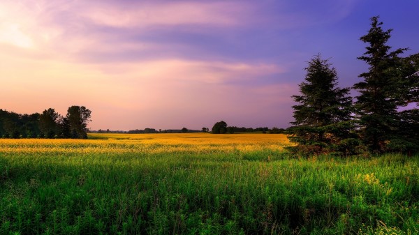 Sky Lilac Shades Field Fir Trees Grass Flowers Summer Wallpaper