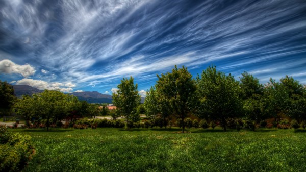 Sky Lines Clouds Trees Grass Wallpaper