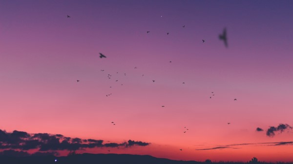 Sky Sunset Birds Wallpaper
