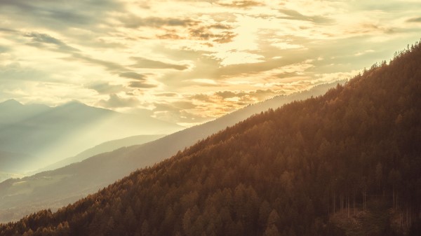 Slope Forest Mountains Wallpaper
