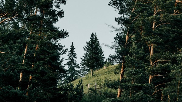 Slope Spruce Trees wallpaper