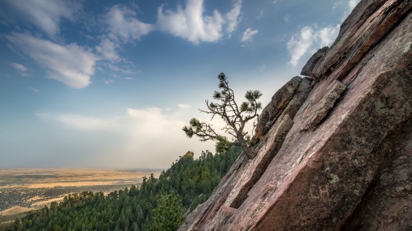 Slope Tree Forest Wallpaper