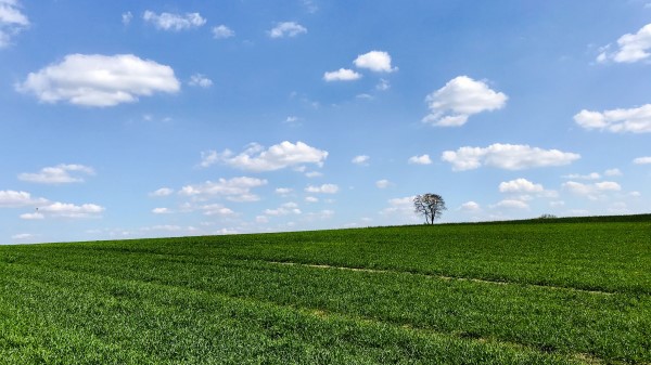 Slope Tree Grass Wallpaper