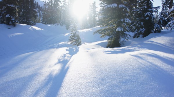Snow Trees Sunlight Wallpaper