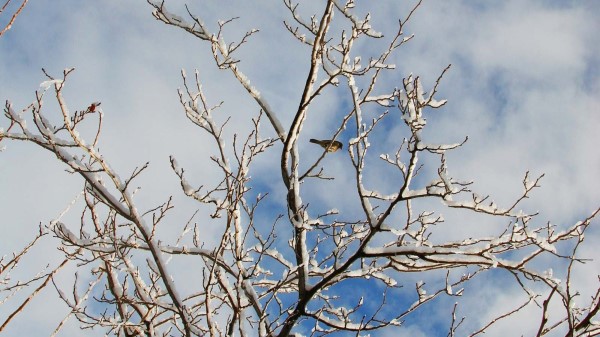 Snow Winter Tree Branches Birds Wallpaper