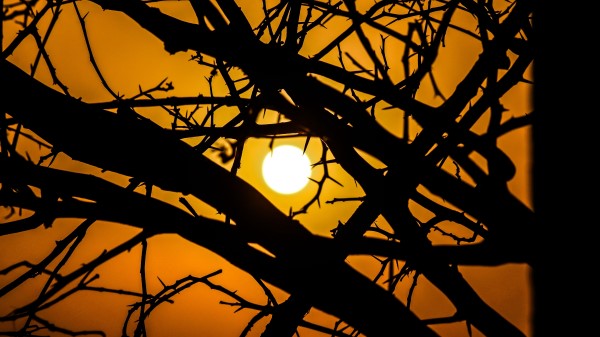 Solntse Vetki Siluet Wallpaper