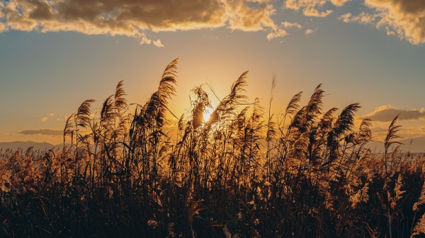 Spike Grass Sun Wallpaper