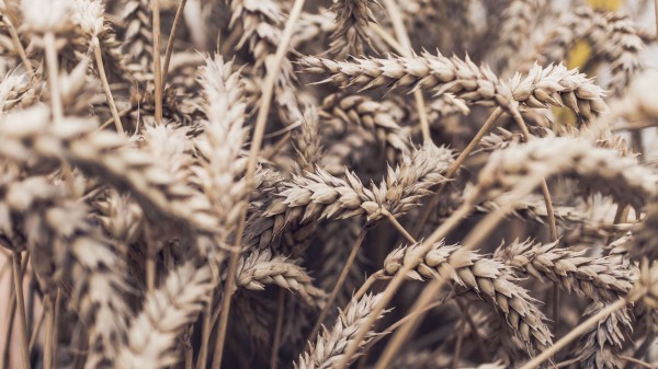Spikelets Plant Ripe Wallpaper