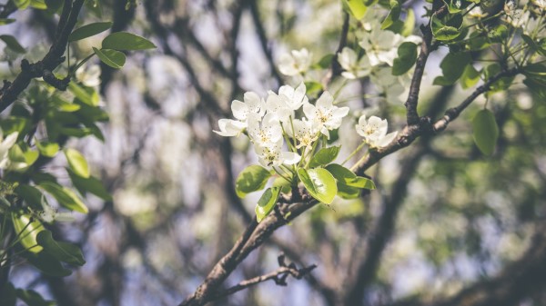Spring Flowering Branch Flowers Wallpaper