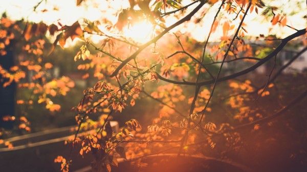 Spring Sun Branch Wallpaper