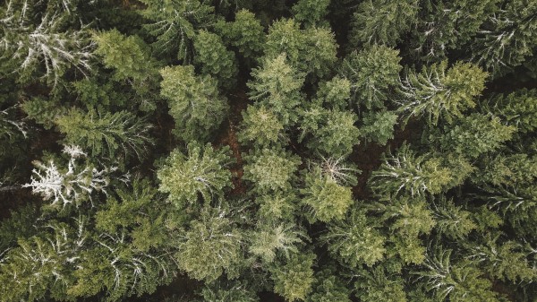 Spruce Aerial View Forest Wallpaper