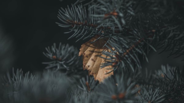 Spruce Branch Needles Wallpaper