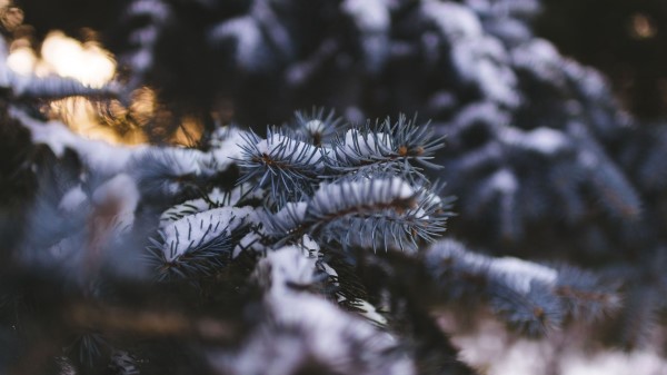 Spruce Branch Snow Blur Wallpaper