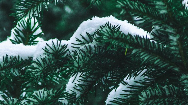 Spruce Branch Snow Wallpaper