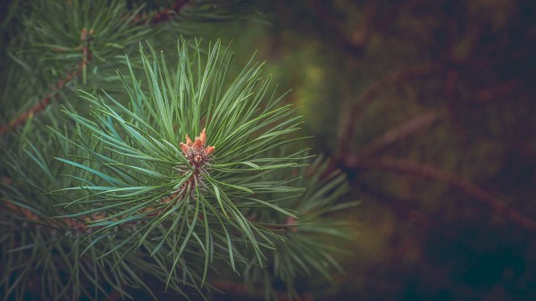 Spruce Branch Thorns Wallpaper