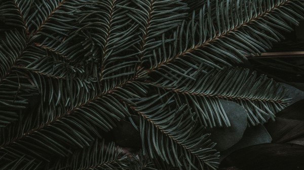 Spruce Branches Needles Wallpaper