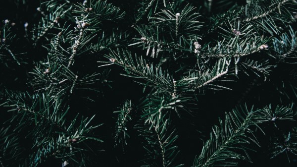 Spruce Branches Spines Image Wallpaper