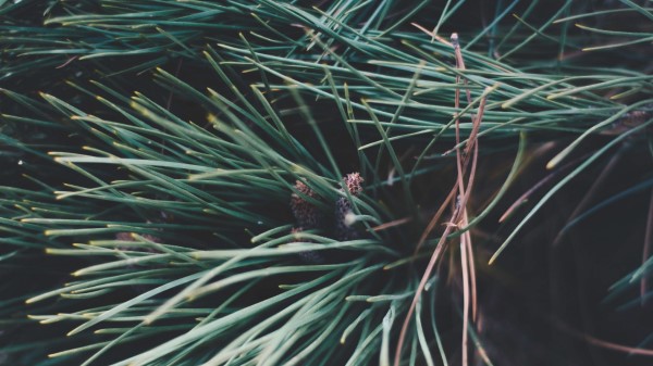 Spruce Branches Spines Wallpaper