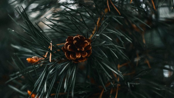 Spruce Cone Spruce Branch Wallpaper