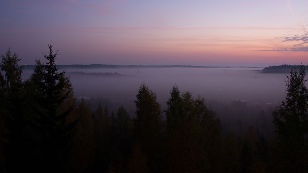 Spruce Fog Trees Wallpaper