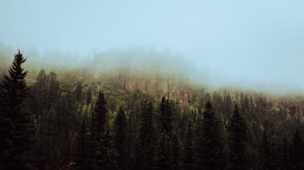 Spruce Forest Fog Wallpaper