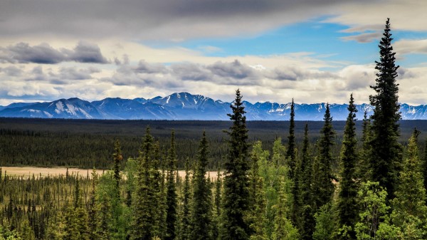 Spruce Forest Mountains Wallpaper