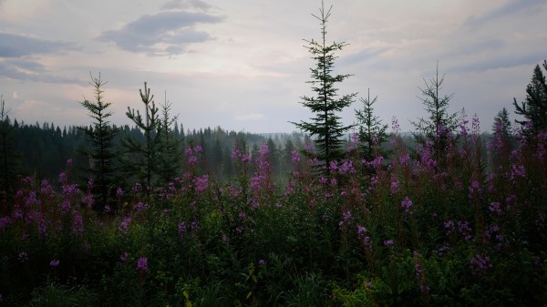 Spruce Forest Trees H Wallpaper