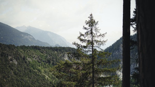 Spruce Forest Trees Hh Wallpaper