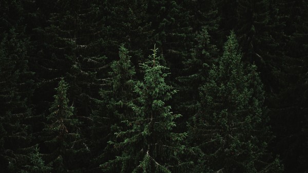 Spruce Forest Trees Wallpaper