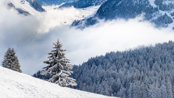 Spruce Hills Snow Wallpaper
