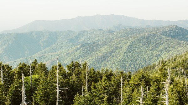 Spruce Mountains Hills Wallpaper