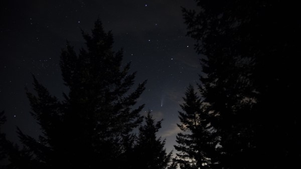 Spruce Night Stars Wallpaper