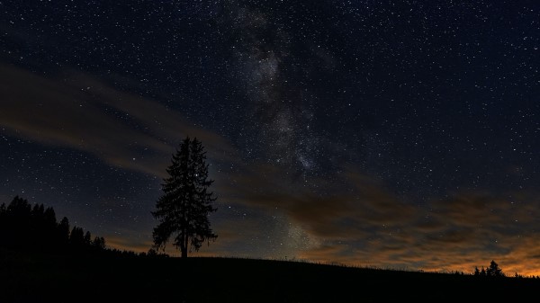 Spruce Night Tree Wallpaper
