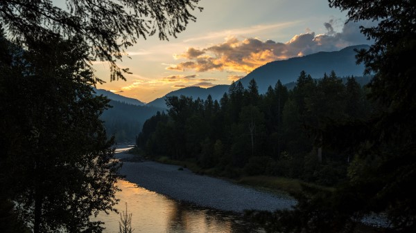 Spruce River Branches wallpaper