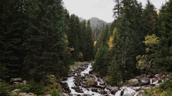 Spruce River Stones Wallpaper
